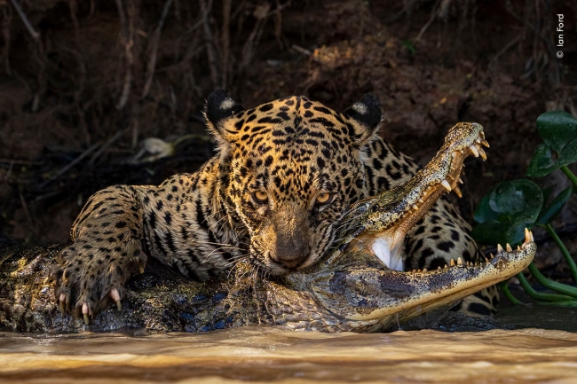 Снимки с конкурса Wildlife Photographer of the Year 2024