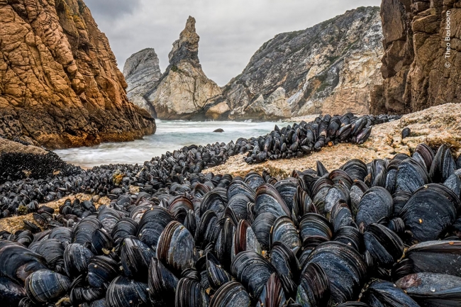 Снимки с конкурса Wildlife Photographer of the Year 2024