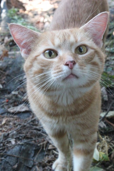 Рыжий котик (фото)
