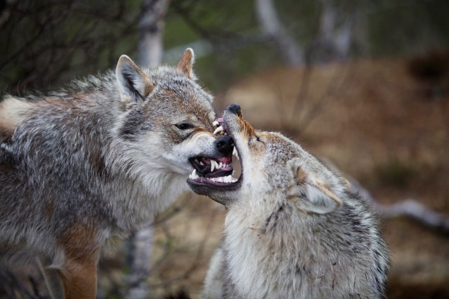 13 самых страшных животных по версии WWF