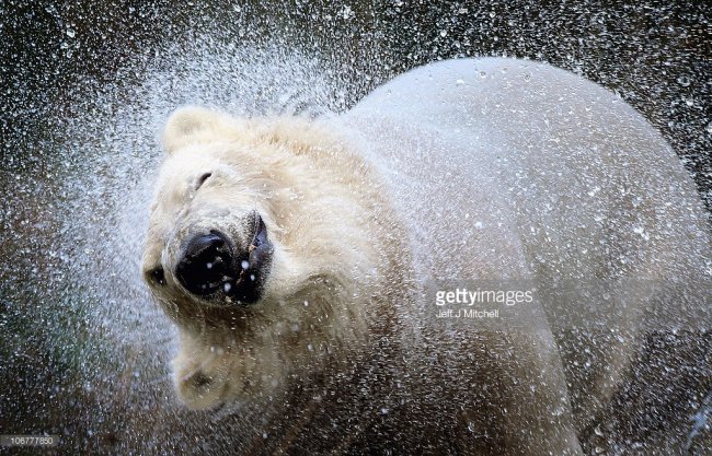 Международный день белого медведя