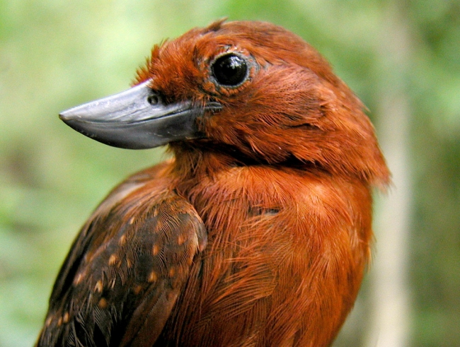 10 странных птиц, в существование которых сложно поверить