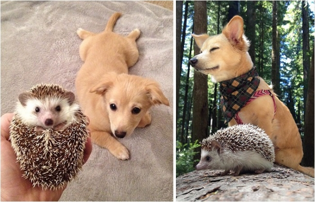 До и после: 20 фотографий друзей-животных, которые выросли вместе