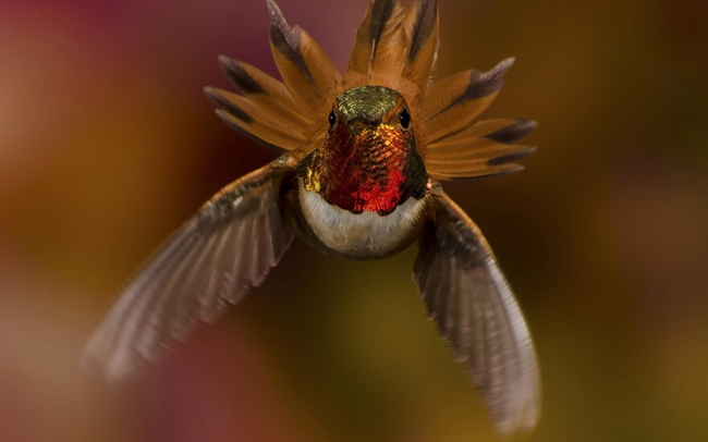 Колибри: миниатюрное чудо природы