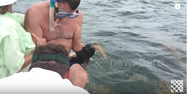 Акула напала на рыбака. Видео