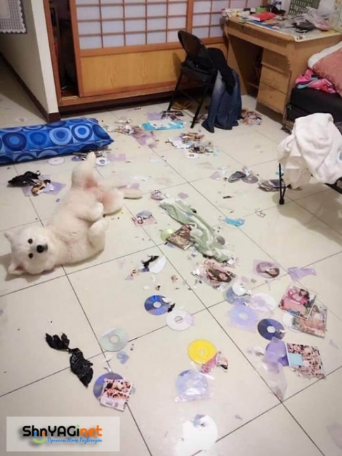 Непослушный пес уничтожил коллекцию порно своего хозяина