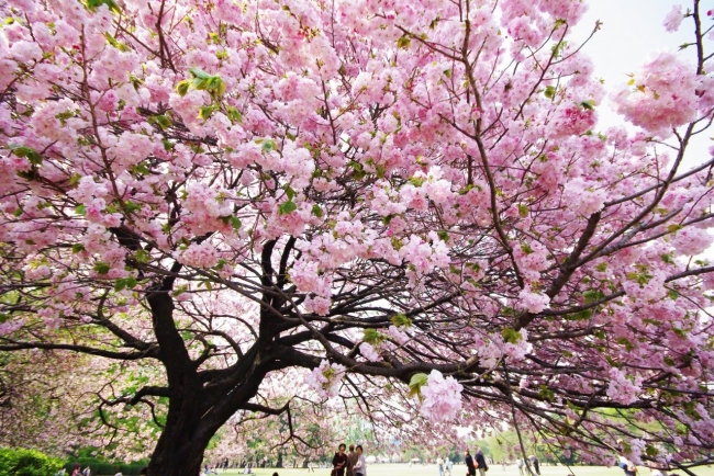 Удивительное дерево сакура