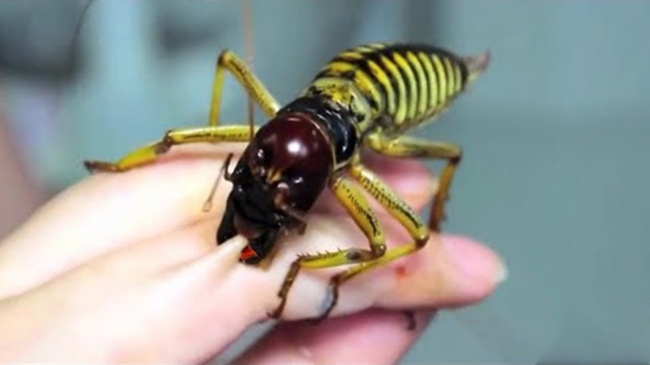 5 самых опасных насекомых россии