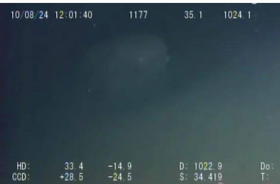 13 таинственных подводных существ снятых на камеру