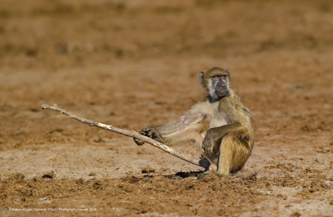 Финалисты конкурса Comedy Wildlife Photography Awards 2019