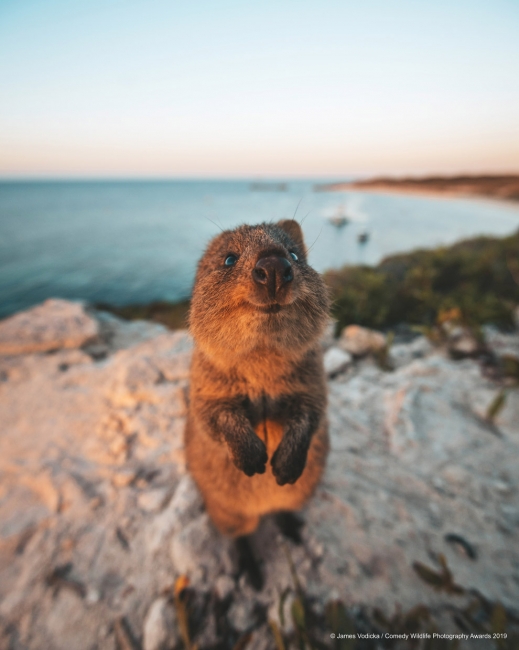 Финалисты конкурса Comedy Wildlife Photography Awards 2019