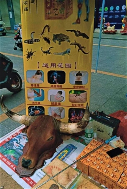 В Китае снова стали есть летучих мышей (5 фото)