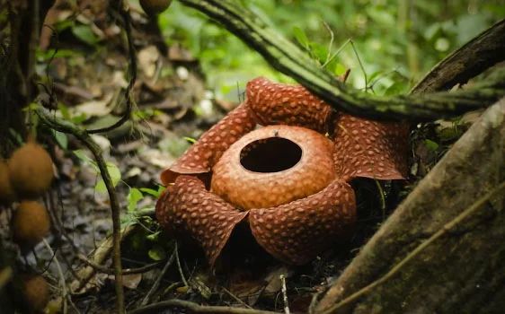 9 странных находок, обнаруженных в джунглях