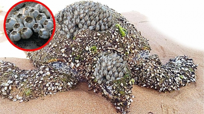 Маленькие создания прогрызли панцирь бедной черепахи. Невероятные животные подводного мира