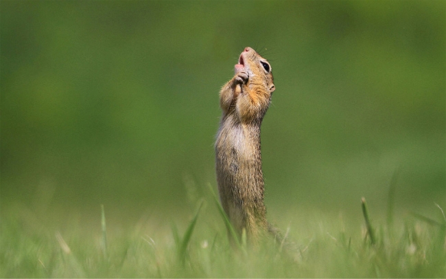 Победители конкурса Comedy Wildlife Photography Awards 2020