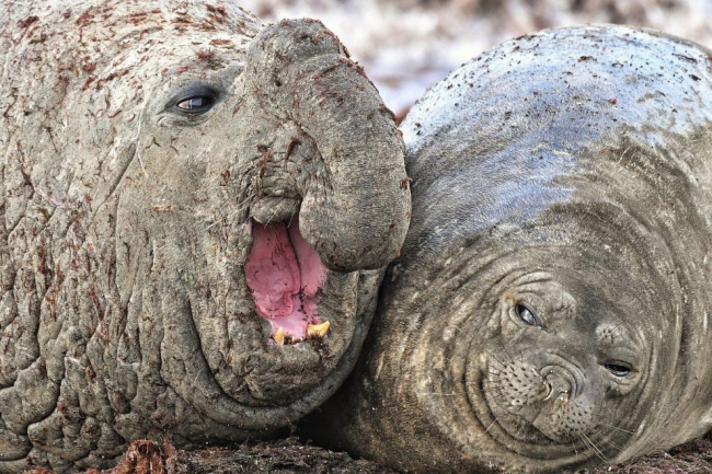 Победители конкурса Comedy Wildlife Photography Awards 2020