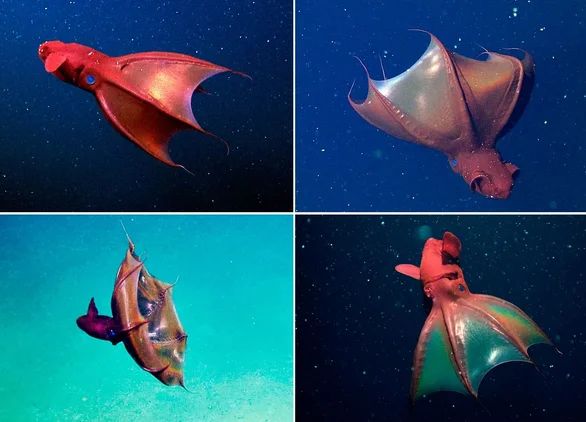 Семь самых необычных существ планеты