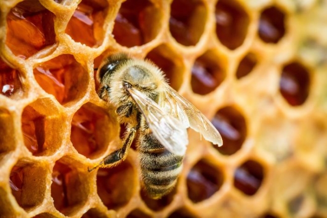 Почему пчелы делают больше меда, чем им нужно